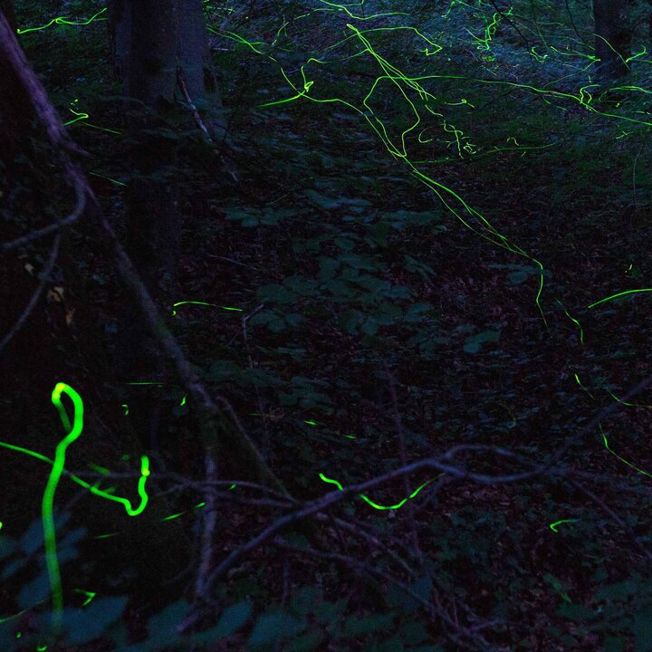 Langzeitbelichtungsaufnahme von Glühwürmchen | © Andreas Brodbeck