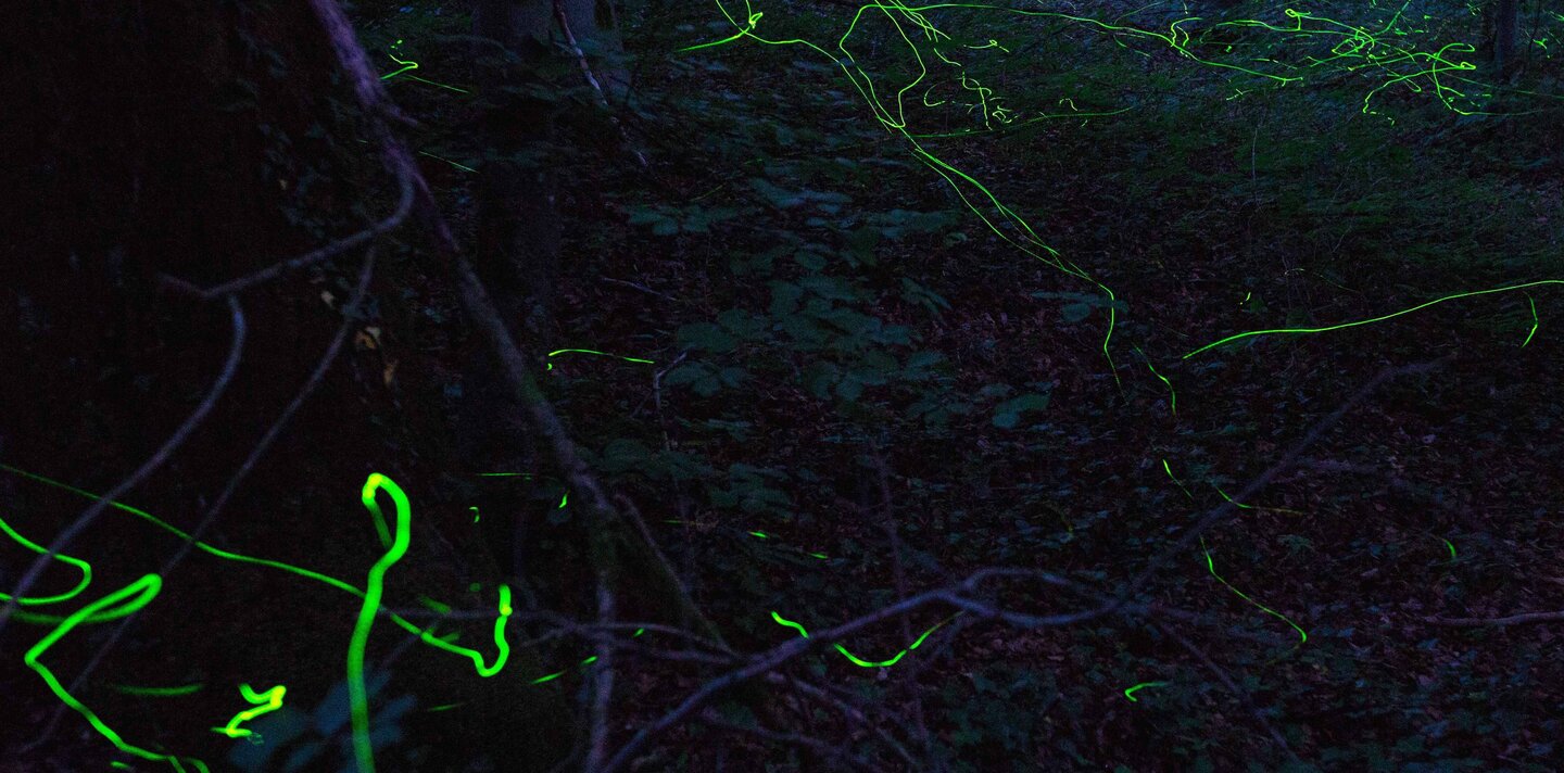 Langzeitbelichtungsaufnahme von Glühwürmchen | © Andreas Brodbeck